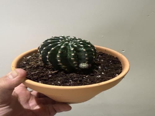 Echinopsis oxygona - إكينوبسيس أوكسجونا