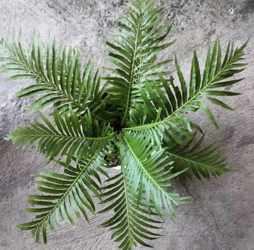 Oceaniopteris gibba- أوشنيوبتريس جيبا