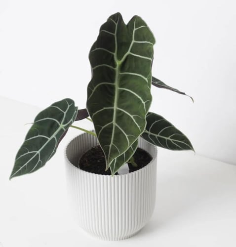 Alocasia Watsoniana Doff - ألوكاسيا واتسونيانا دوف