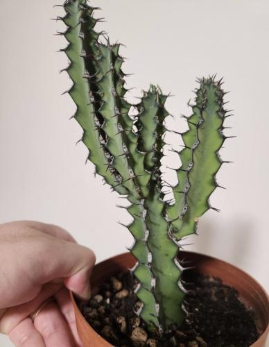 Euphorbia petraea - إيوفوربيا بيترايا