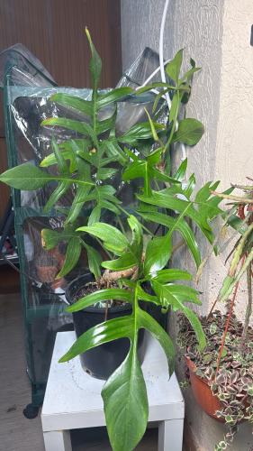 Philodendron Quercifolium - فيلوديندرون كرسيفوليوم
