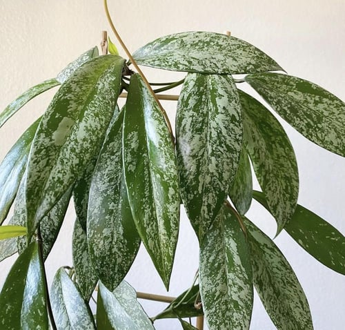 Hoya Pubicaly splash- هويا بوبيكاليكس "البقع الفضي...