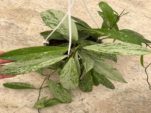 Hoya Pubicaly splash- هويا بوبيكاليكس "البقع الفضي...