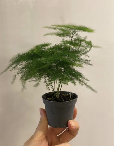 ‎‏Asparagus setaceus - اسبرجس سيتاسيوس