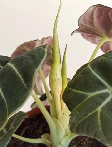 Alocasia black velvet - الوكاسيا بلاك فلفت