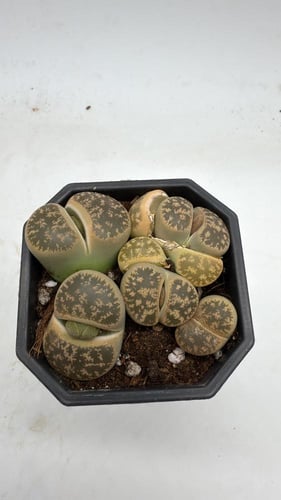 ليثوبس فولفيسيبس - Lithops fulviceps - Living Ston...