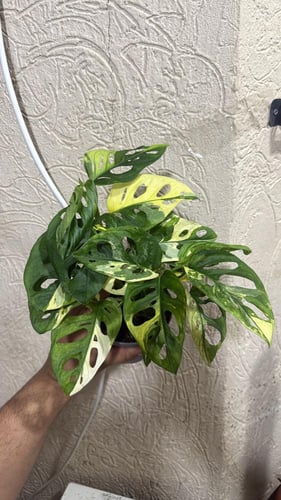 مونستيرا أدونسي ألبو فرقيتد - Monstera adansonii a...