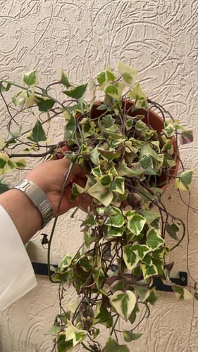 Senecio Macroglossus Variegata - سينيسيو ماكروجلوس...