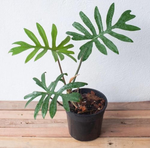 Philodendron Mayoi - فيلوديندرون مايوي