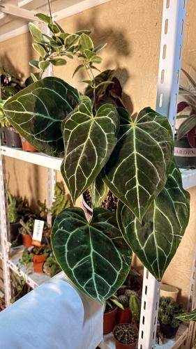 Anthurium Crystallinum - أنثوريوم كرستلاينم