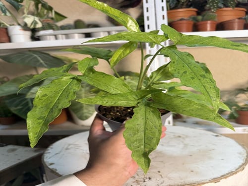 Syngonium Frog in a Blender - سينغونيوم فروغ إن آ...