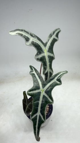 Alocasia Nobilis – ألوكاسيا نوبيلِس
