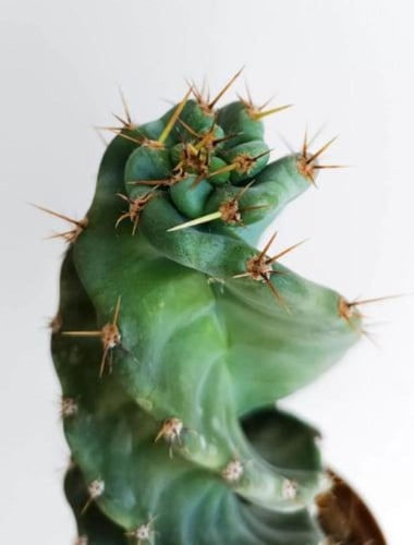 Cereus Forbesii Spiralis - سيريوس فوربيسي سبيراليس