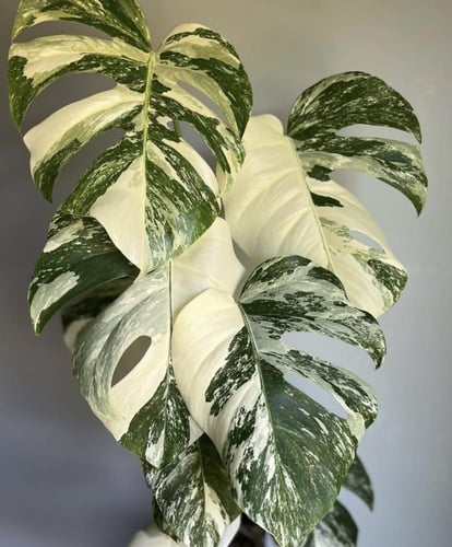 Monstera Deliciosa Albo Variegata- مونستيرا ديليسي...