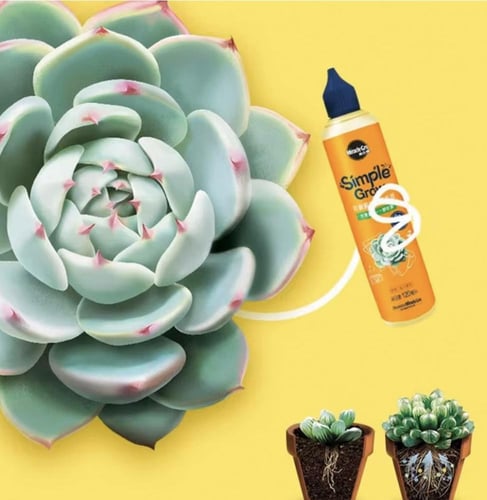 سماد صباريات - Npk Cactus