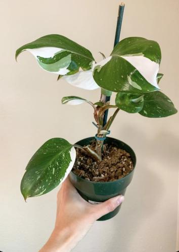 فيلوديندرون وايت نايت برنسس - Philodendron Knight...