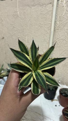 Agave univittata Quadricolor - أغاف يونيفيتاتا كوا...