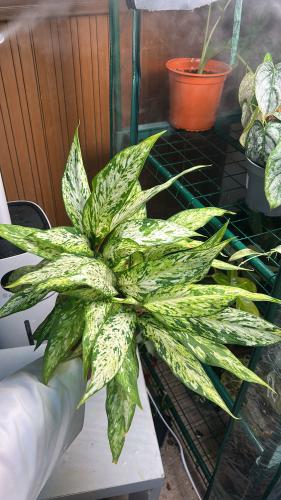 Aglaonema Snow White - اجلونيما بياض الثلج