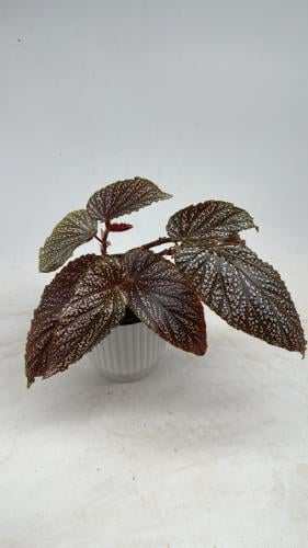 Begonia benigo pink - بيجونيا بينيجو وردي