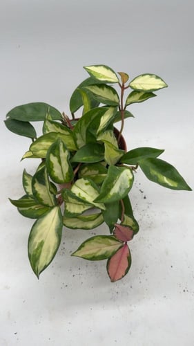 Hoya carnosa Tricolor - هويا كارنوسا ثلاثية الألوا...