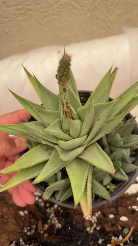 Haworthia Savanna – هوارثيا سفانا