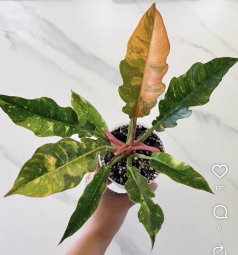 Philodendron Ring Of Fire Variegated - فيلوديندرون...