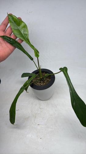 فيلوديندرون جويبي - Philodendron Joepii