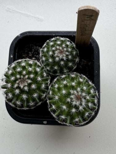 mammillaria matuda - ماميلاريا ماتودا