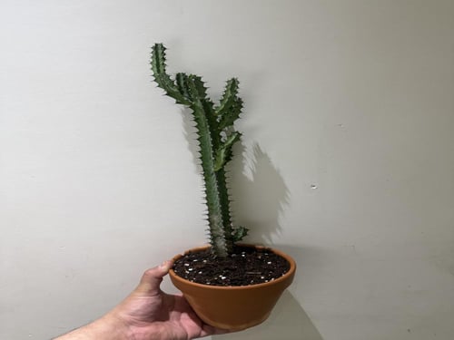 Euphorbia petraea - إيوفوربيا بيترايا