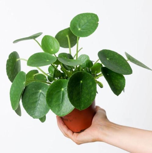بيليا بيبيميورديس - Pilea peperomioides