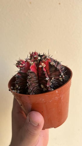 Gymnocalycium Mihanovichii Variegated - جيمنوكالسي...