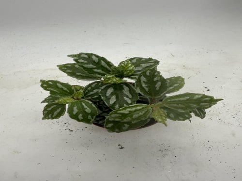 Pilea Cadierei - بيليا كادييري