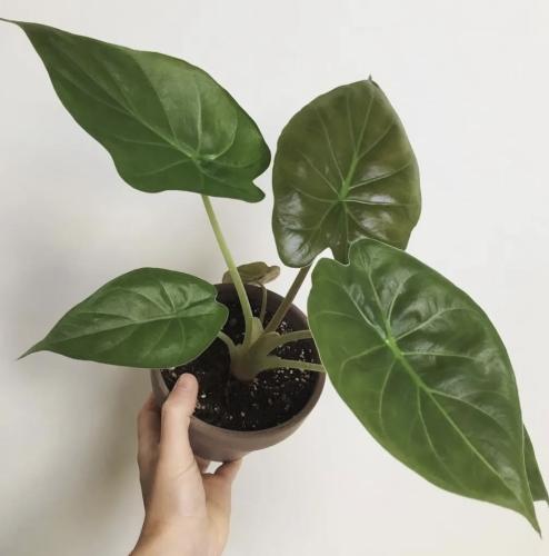 Alocasia Wentii – ألوكاسيا وينتي