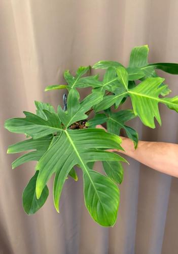 Philodendron Florida Green - فيلوديندرون فلوريدا ج...