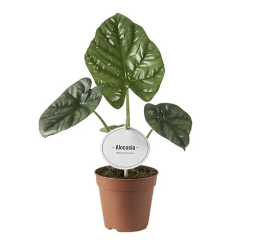 Alocasia Lukiwan - ألوكاسيا لوكيوان