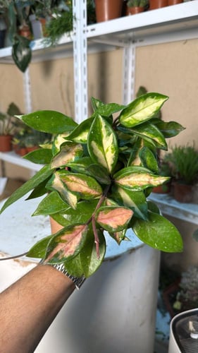 Hoya carnosa Tricolor - هويا كارنوسا ثلاثية الألوا...