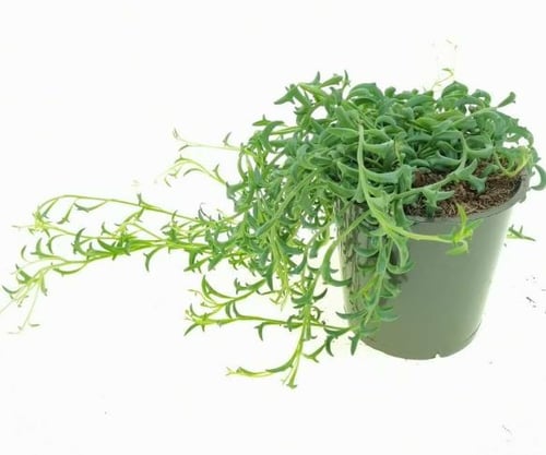 Senecio Hippogriff - سينيسيو هيبوغريف