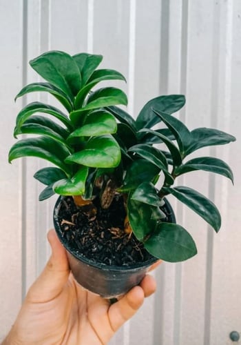 Zamioculcas zamiifolia Zenzi - زاميا قزمية