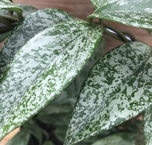 Hoya Pubicaly splash- هويا بوبيكاليكس "البقع الفضي...