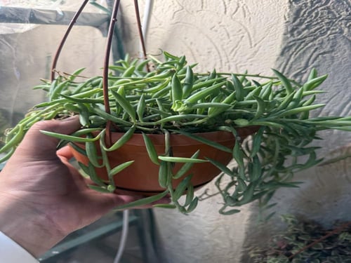 Senecio Radicans - سينيسيو راديكانس