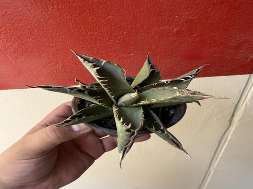 أغاف تيتانوتا - Agave titanota