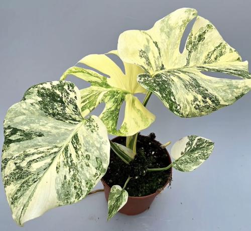 Monstera Thai Constellation Creme Brulee - مونستير...