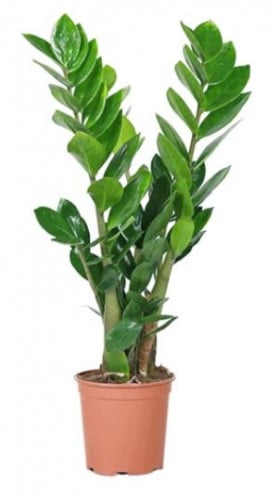 زاميا - Zamioculcas Zamiifolia
