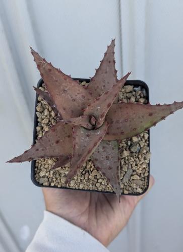 Aloe castilloniae × marlothii – ألو كاستيلونياي ×...