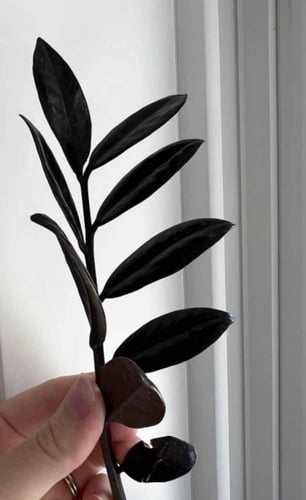 زاميا بلاك ريفن - Zamioculcas zamiifolia raven