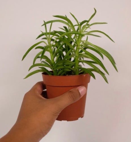 ببروميا فيريراي - Peperomia ferreyrae