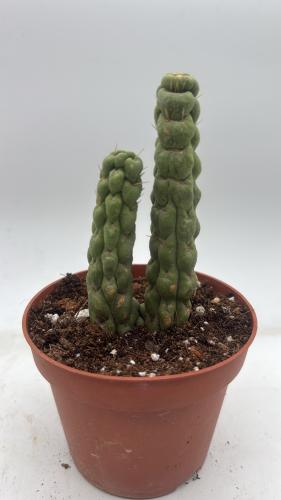 Eulychnia castanea "Unicorn Cactus"