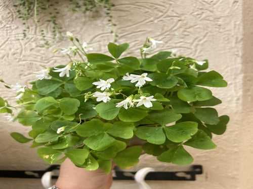 Oxalis Triangularis Green اوكساليس المثلث الأخضر