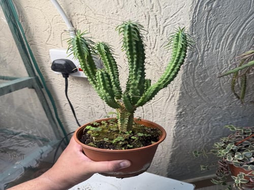 Euphorbia cv ‘Macguffin’ يوفوربيا ‘ماكغَفن