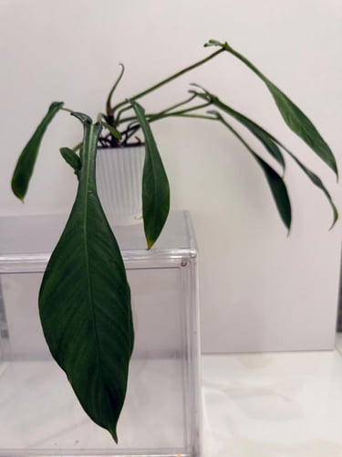 فيلوديندرون جويبي - Philodendron Joepii